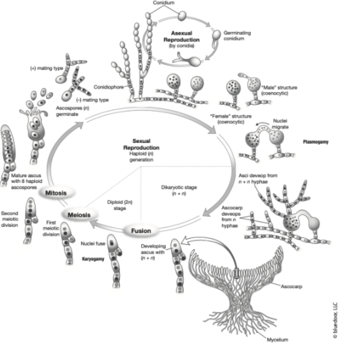 <p><span>The name refers to the sac structures called </span><strong>asci</strong><span> where sexual spores are produced. The ascomycetes (sac fungi) include most yeasts, powdery mildews, morels, and truffles.</span></p>