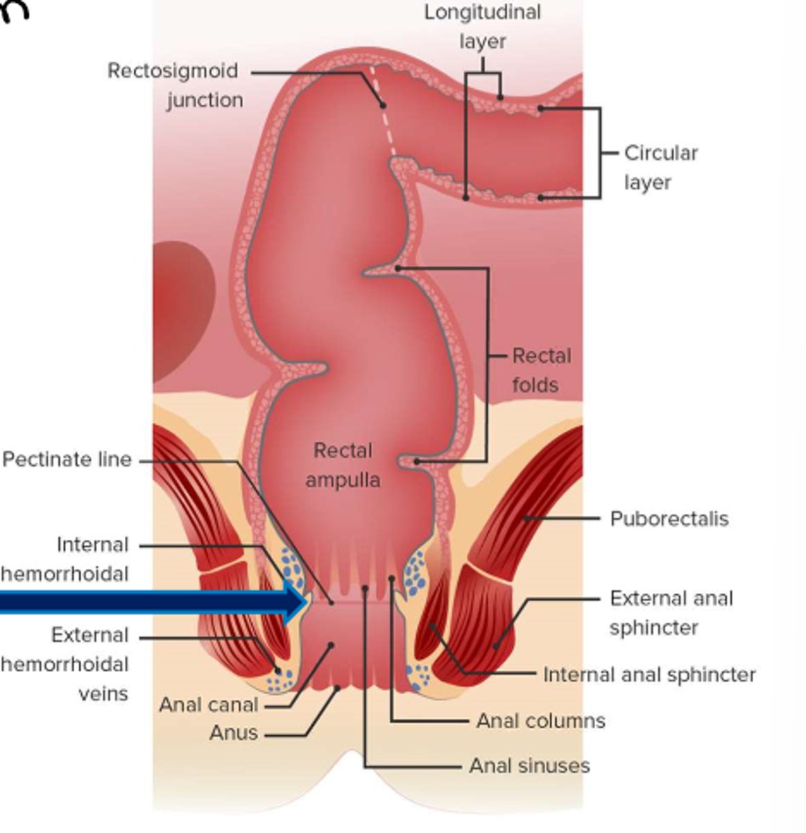 <p>The pectinate line separates the most distal portion of the rectum from the proximal and middle portions. <br>It marks the transition between<br>-endoderm and ectoderm<br>-portal vs. caval drainage<br>-hypogastric plexus vs. pudendal nerve innervation.</p>