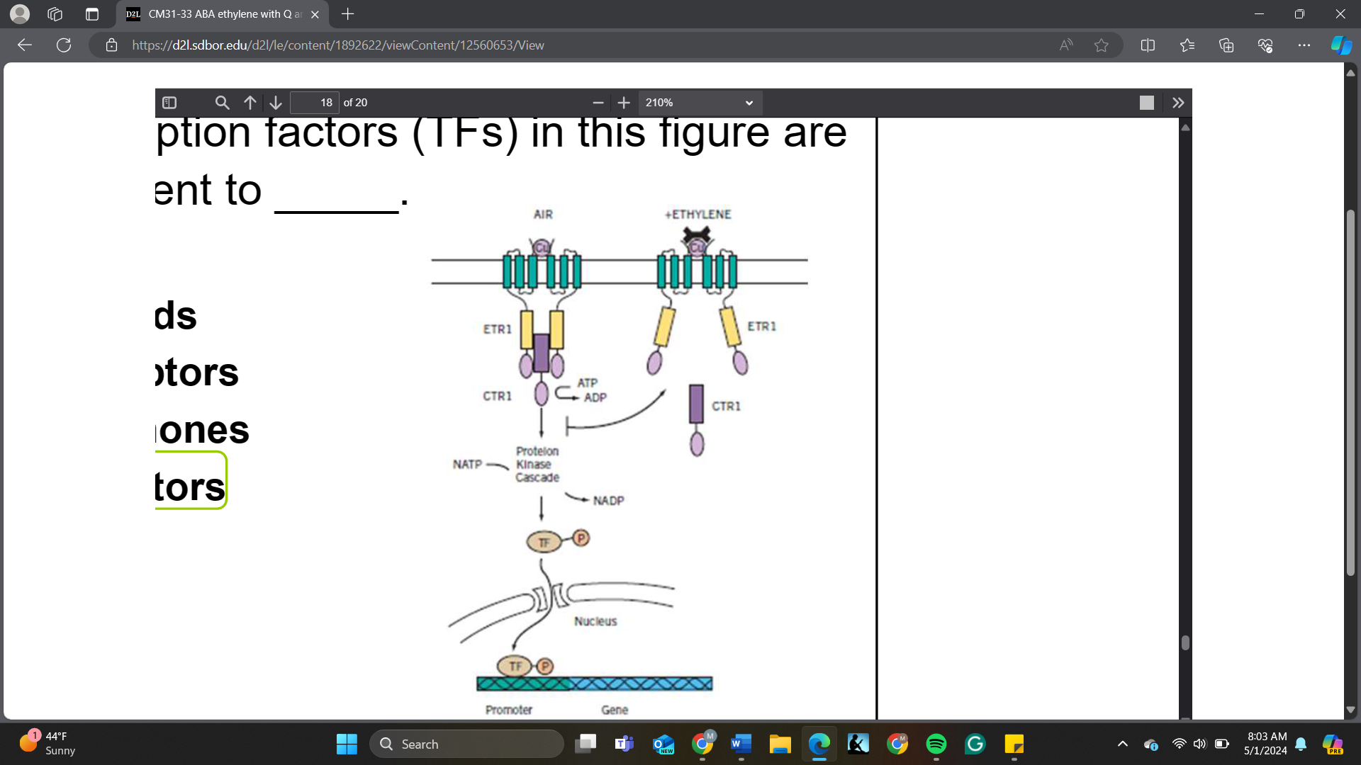 <p>In a generalized signaling pathway, transcription factors (TFs) in this figure are equivalent to _____</p><p>A. ligands<br>B. receptors<br>C. hormones<br>D. effectors</p>