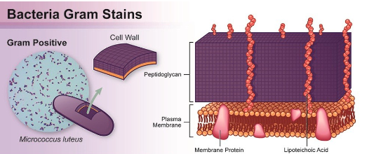 <p>thick protein layer on their cell wall (stain purple)</p>