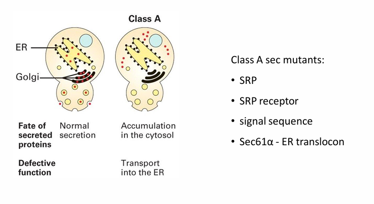 <ul><li><p>Invertase accumulated in different locations based on which step was defective</p></li><li><p>Different classes were identified based on the location of accumulation&nbsp;</p></li><li><p>Class A showed accumulation in cytosol</p><ul><li><p>Normally it would be in the ER, GA, vasicles, and outside the cell&nbsp;</p></li></ul></li><li><p>It suggested the&nbsp;mutation prevents the first step of co-translational transport</p></li><li><p>This would be linked to any component of ER translocon&nbsp;</p><ul><li><p>SRP protein&nbsp;</p></li><li><p>SRP receptor&nbsp;</p></li><li><p>signal sequence&nbsp;</p></li><li><p>Sec61-alpha (ER translocon) </p></li></ul></li></ul><p></p>