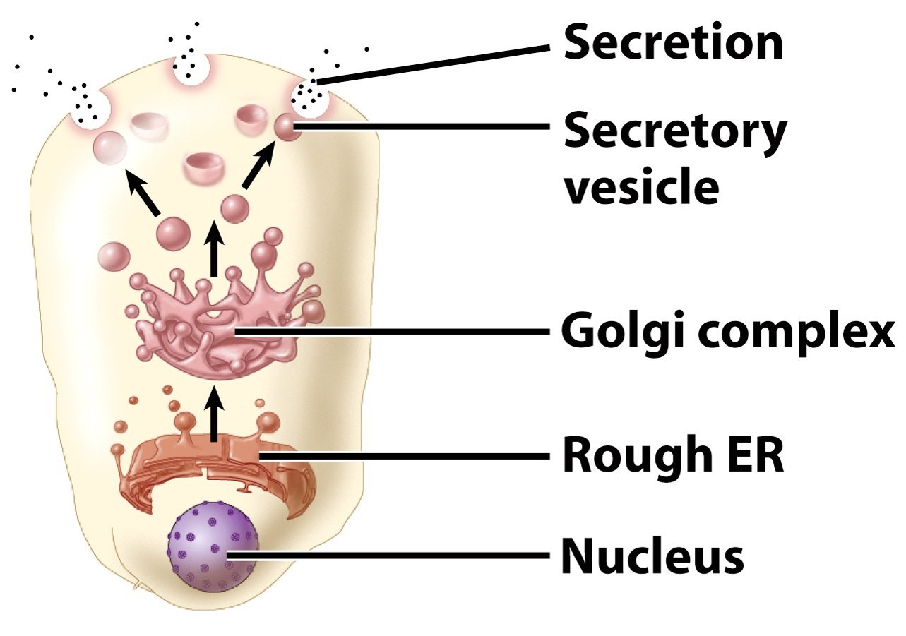 merocrine secretion