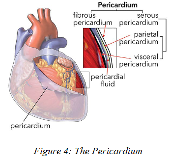 <p>serous membrane covering heart</p>