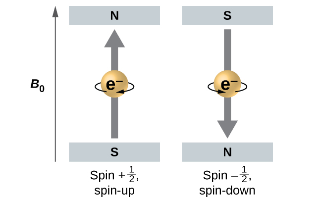 <p>spin </p><p>electronic spin </p><p>+1/2, -1/2</p>