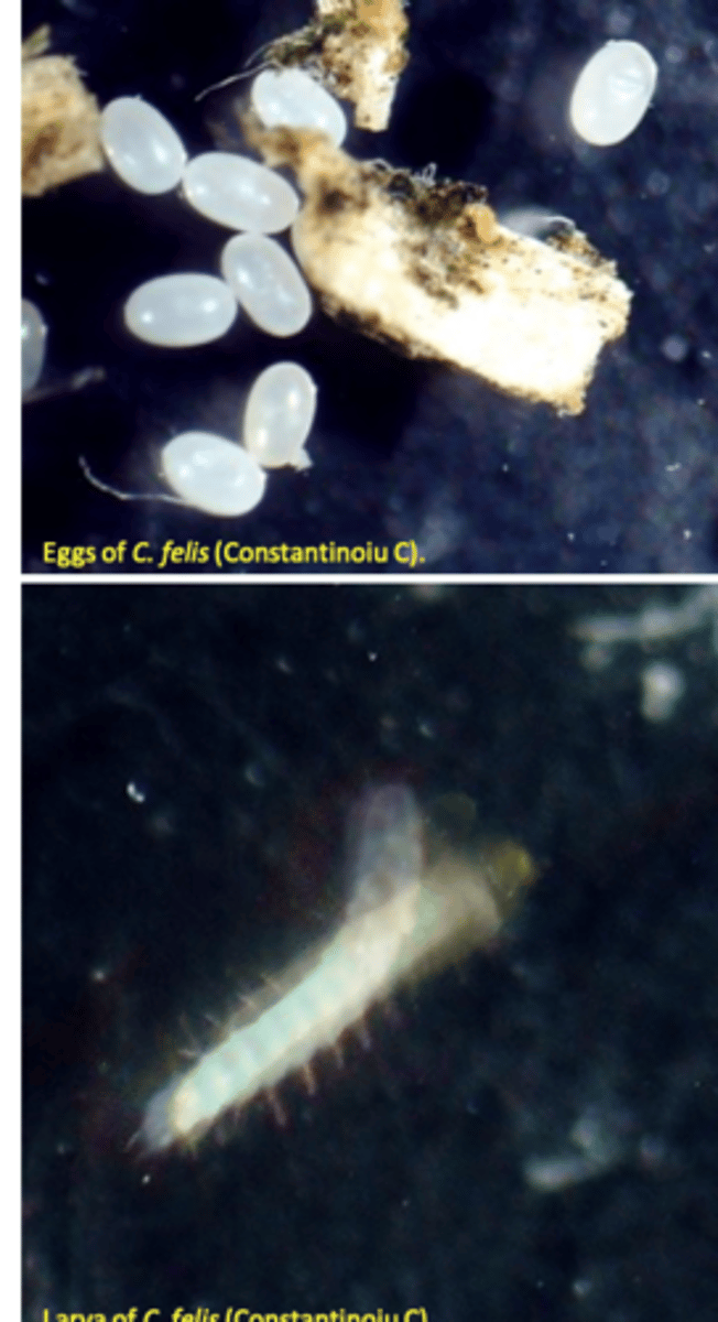 <p>Interfere with growth and development of immature stages of the insects;</p><p>Eliminate the environmental stages =&gt; prevent re- infestations;</p><p>Generally they have no effect on adults =&gt; lag between the initiation of treatments and reduction in the number of adult fleas on the host;</p><p>Commonly combined with adulticides;</p><p>Juvenile hormone analogues (JHAs):• Methoprene (spot-on), pyriproxyfen</p><p>Insect development inhibitors (Chitin synthesisinhibitors (CSIs): Pupa</p><p>Cocoon</p><p>• Lufenuron</p>