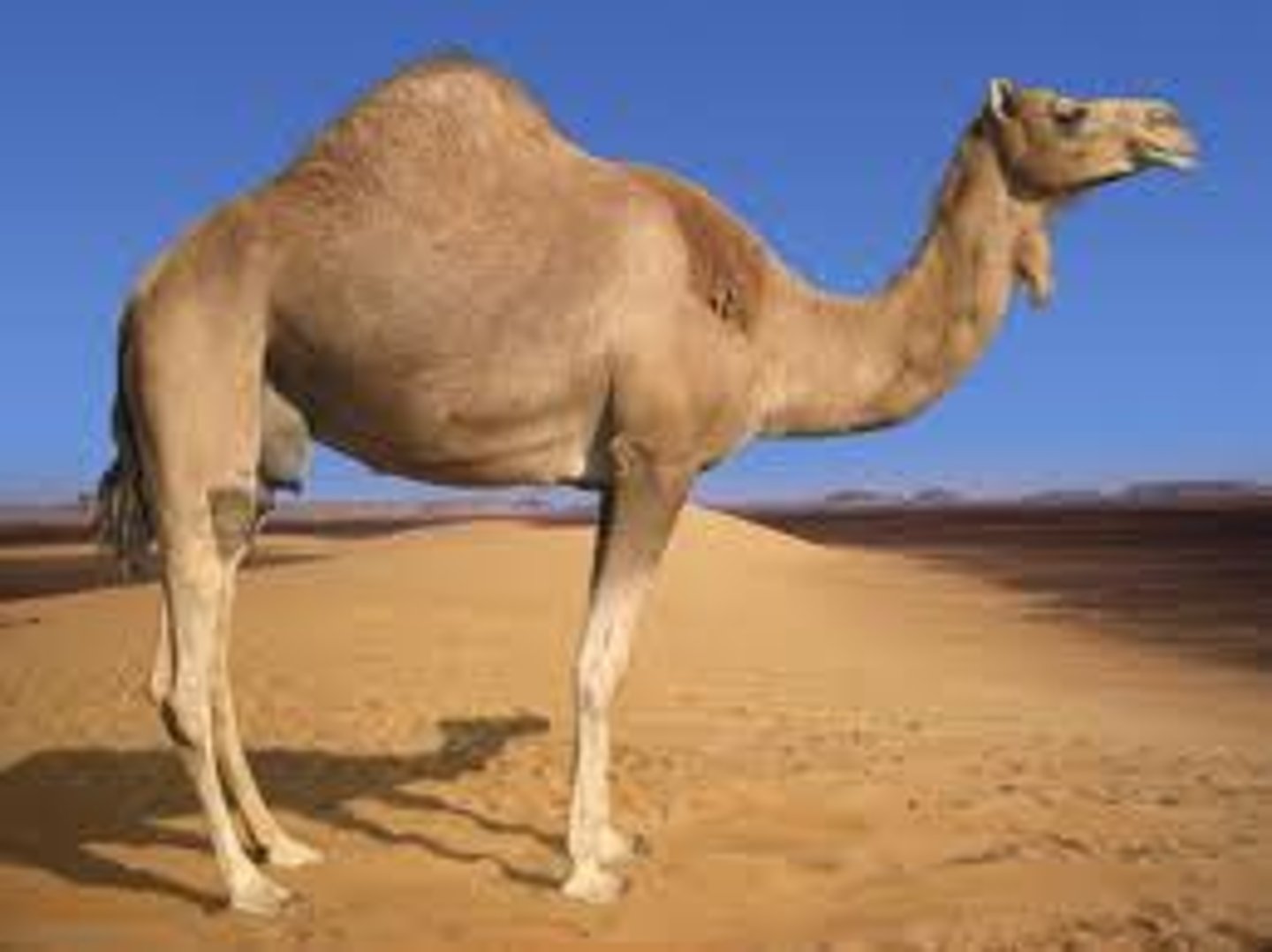 <p>camel</p>