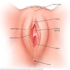 la _______ aloja el pene durante las relaciones sexuales

* Via de paso durante el parto

  \
