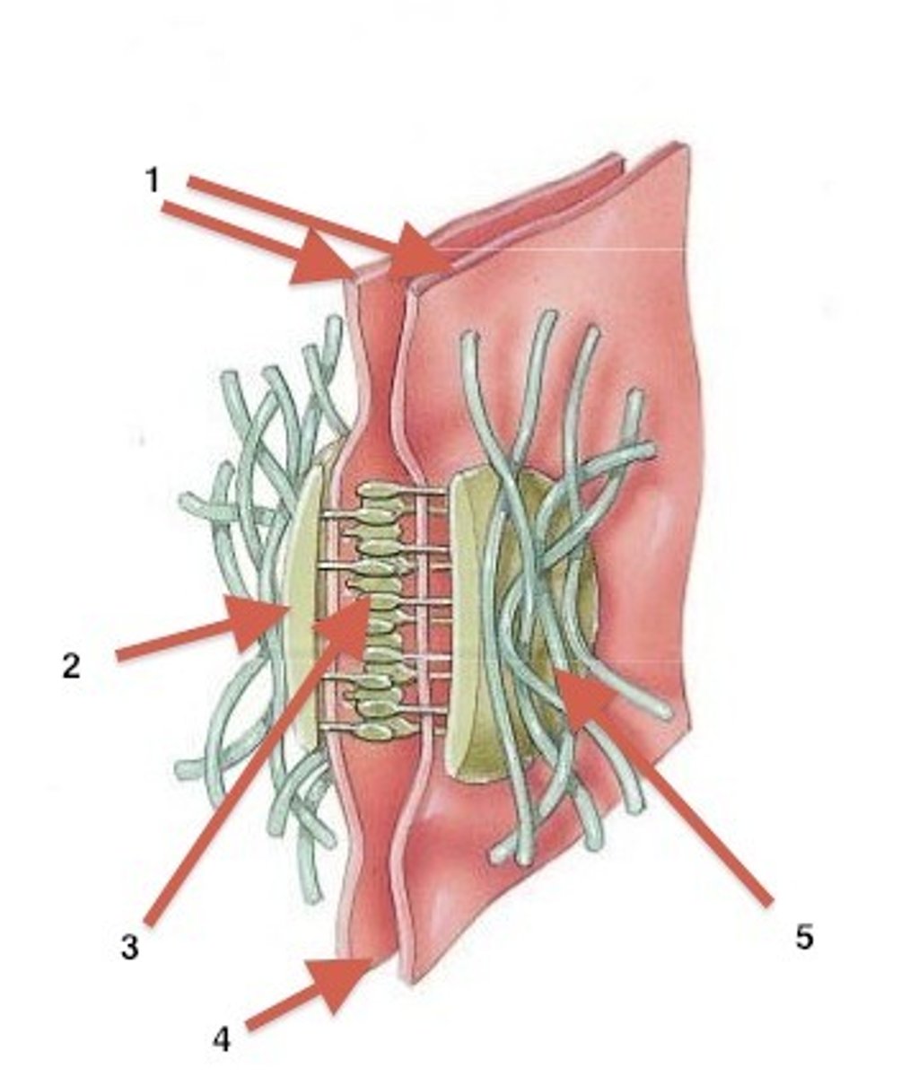 <p>adjacent plasma membranes with plaque in the middle and keratin on the sides (crazy looking)</p>