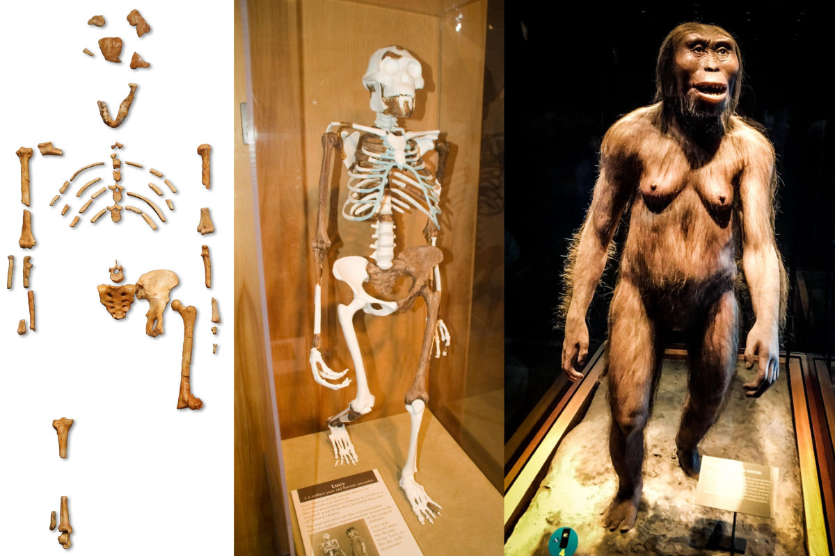 <ul><li><p>Australopithecus afarensis</p></li><li><p>Around 3.2 mya</p></li><li><p>Found in Tanzania by Don Johanson</p></li><li><p>One of the oldest known and most famous human ancestors</p></li><li><p>11-12 years old, but is still an adult</p></li></ul>