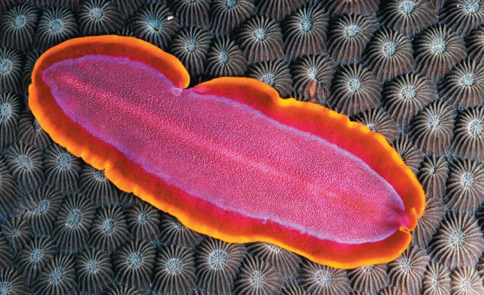 <p>Lophotrochozoan;</p><p>Habitats: marine, freshwater, damp terrestrial</p><p>Free living = Planarians</p><p>Parasitic = Tapeworms and Flukes</p><p>Size: microscopic → 20 meters</p><p>Acoelomates</p>