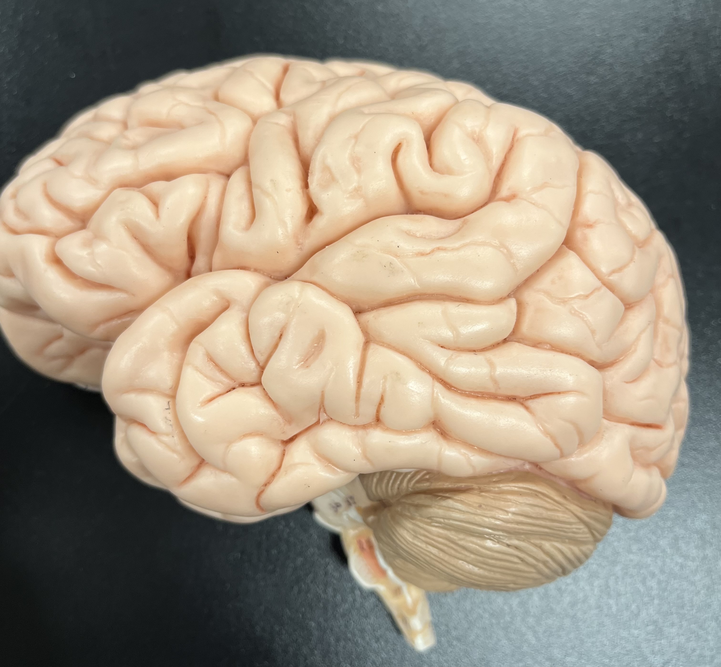 <p>postcentral gyrus</p>