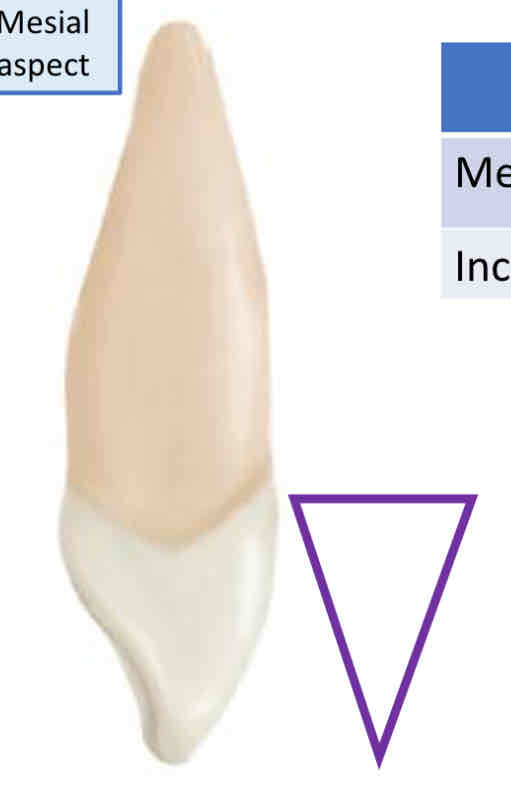 <p>what is the <strong>geometric outline </strong>for the mesial and distal view of the maxillary left canine?</p>