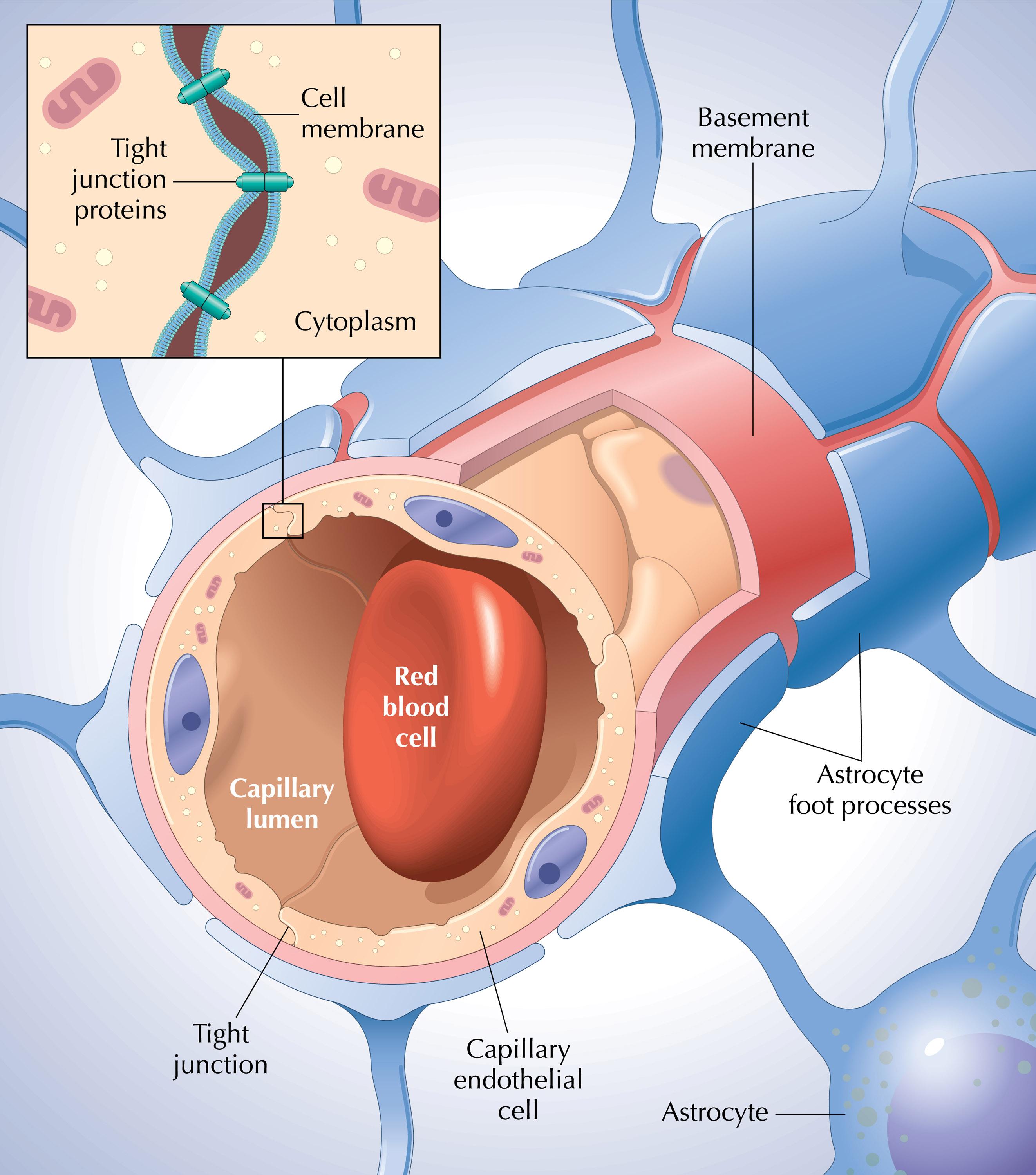 <p>the BBB is highly selective and carefully shields the brain from harmful changes in the blood. it consists of endothelial cells (single layer cells that regulate blood flow and pressure, prevent blood clot formation, and control permeability). in brain capillaries, cells are joined by tight junctions, therefore exchange may only occur through the capillary cells themselves. things that can easily penetrate: <strong>lipid soluble: oxygen, carbon dioxide, alcohol, steroid hormones</strong> . small water molecules can diffuse rapidly.</p><p>negative of BBB: can limit the use of drugs for treatment of brain and spinal al cord disorders due due drug inability to penetrate barrier.</p><p><strong>astrocytes</strong> surround brain capillaries and help to 1. signal the cells forming the brain capillaries to get tight for tight junctions and 2. astrocytes participate in the cross cellular transport of some substances such as potassium.</p>