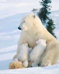 <p>What are the main features of mammals?</p>
