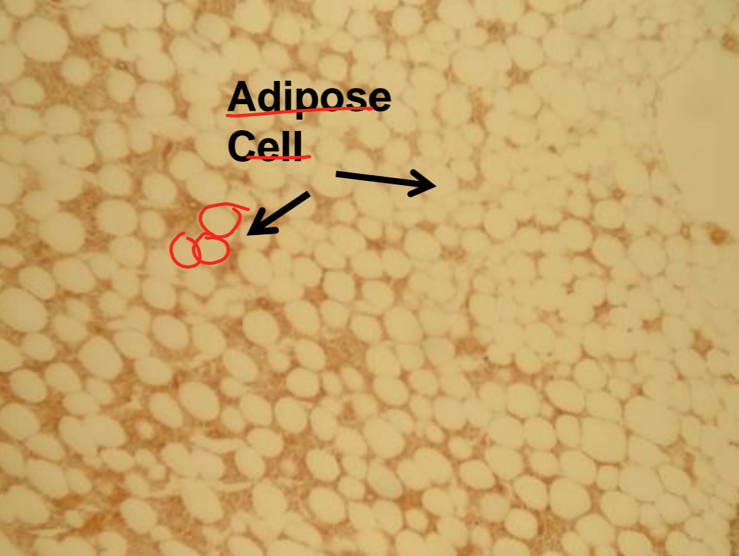 <p>what tissue is depicted in the image</p>