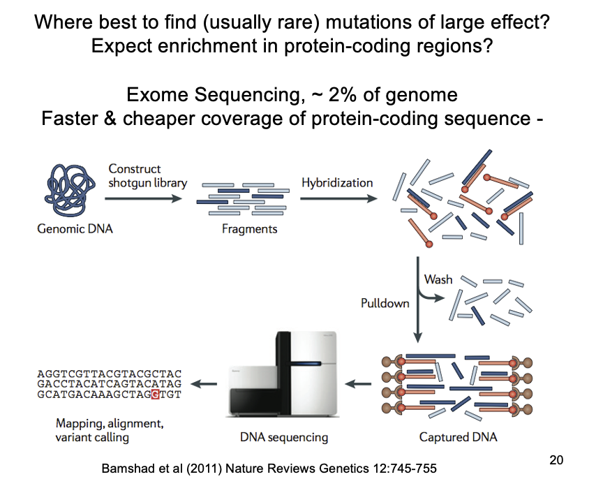<ul><li><p>exome sequencing of affected <strong>individuals and immediate family</strong></p><ul><li><p>exome?→ 2-3% of the genome that codes for exons</p></li><li><p><em>BUT CAN”T INTRONS AFFECT GENE EXPRESSION AND DISEASE?</em></p></li></ul></li><li><p>Yields propotionately more severe mutations (affecting coding sequence)→ than the whole genome</p><ul><li><p>for a <strong>fraction of the cost and time</strong></p></li></ul></li><li><p>NEED: carful interpretation to infer that any mutations identified as<strong> causal</strong></p></li></ul><p></p>