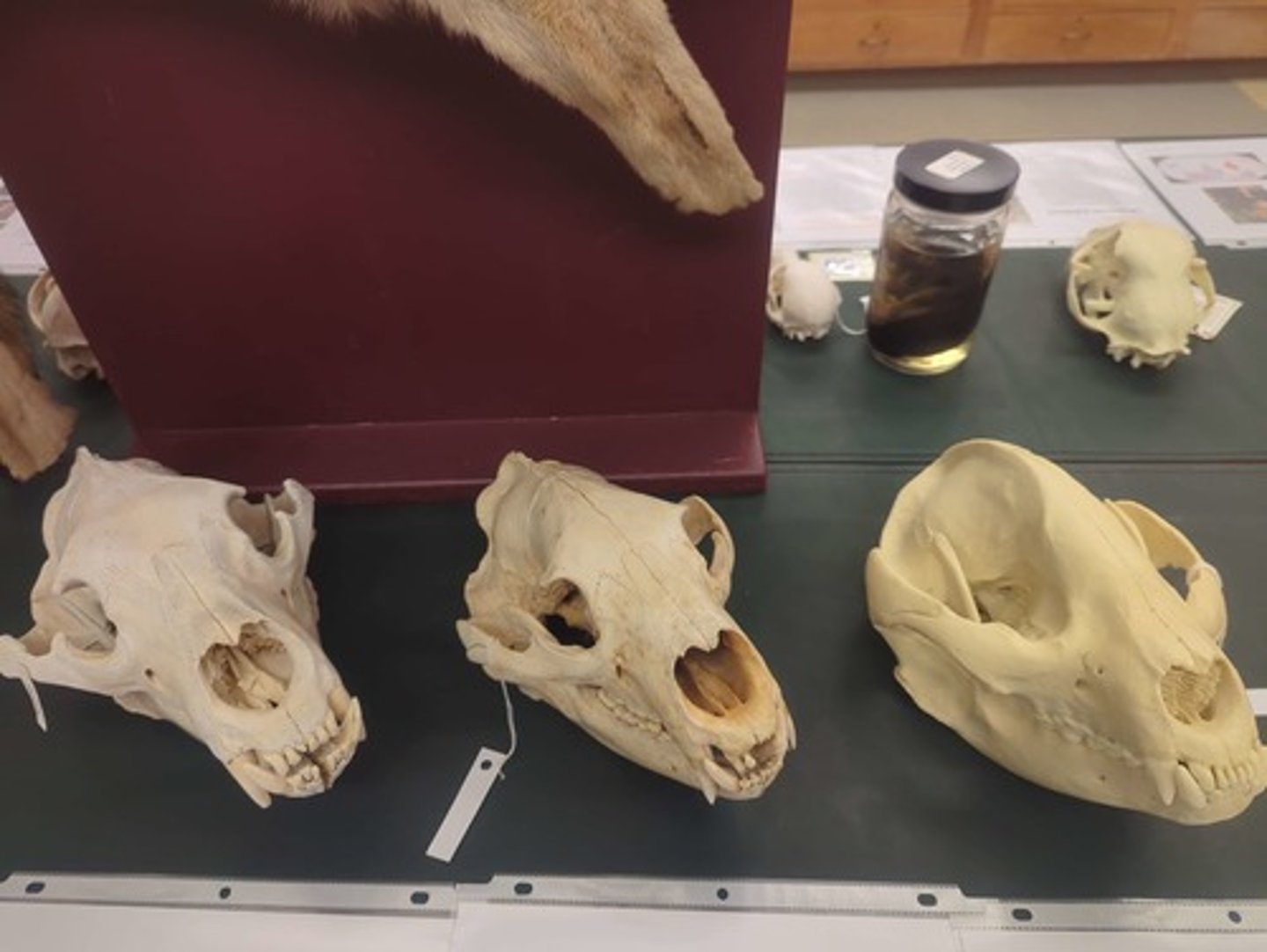 <p>What animal are these? Answer with "Skulls" after animal name. Just use the general name.</p>