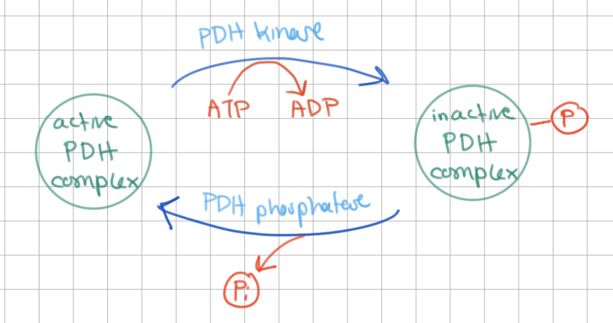 <p><u>PDH kinase</u> inactivates PDHC in 2 ways: <u>allosterically</u>, <u>serine phosphorylation</u></p>