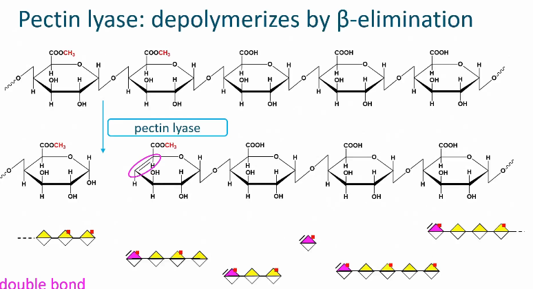 <ul><li><p>cleaves the glycosidic linkage next to a methyl esterified galactronic acid.</p></li><li><p>Therefore pectin with a high degree of methyl esterification is degraded by this enzyme</p></li><li><p>Belongs to the lyase group with means that it cleaves the glycosidic linkage by beta alumination</p></li><li><p>A double bond is introduced in a newly formed non-reducing chain end</p></li><li><p>With this reaction alum pectin is depolymerized into smaller oligosaccharides</p></li><li><p>All reaction products have a double bond</p></li></ul><p></p>