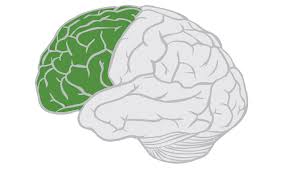 <p>portion of the cerebral cortex lying just behind the forehead, enables linguistic processing, muscle movements, higher order thinking, and executive functioning</p>