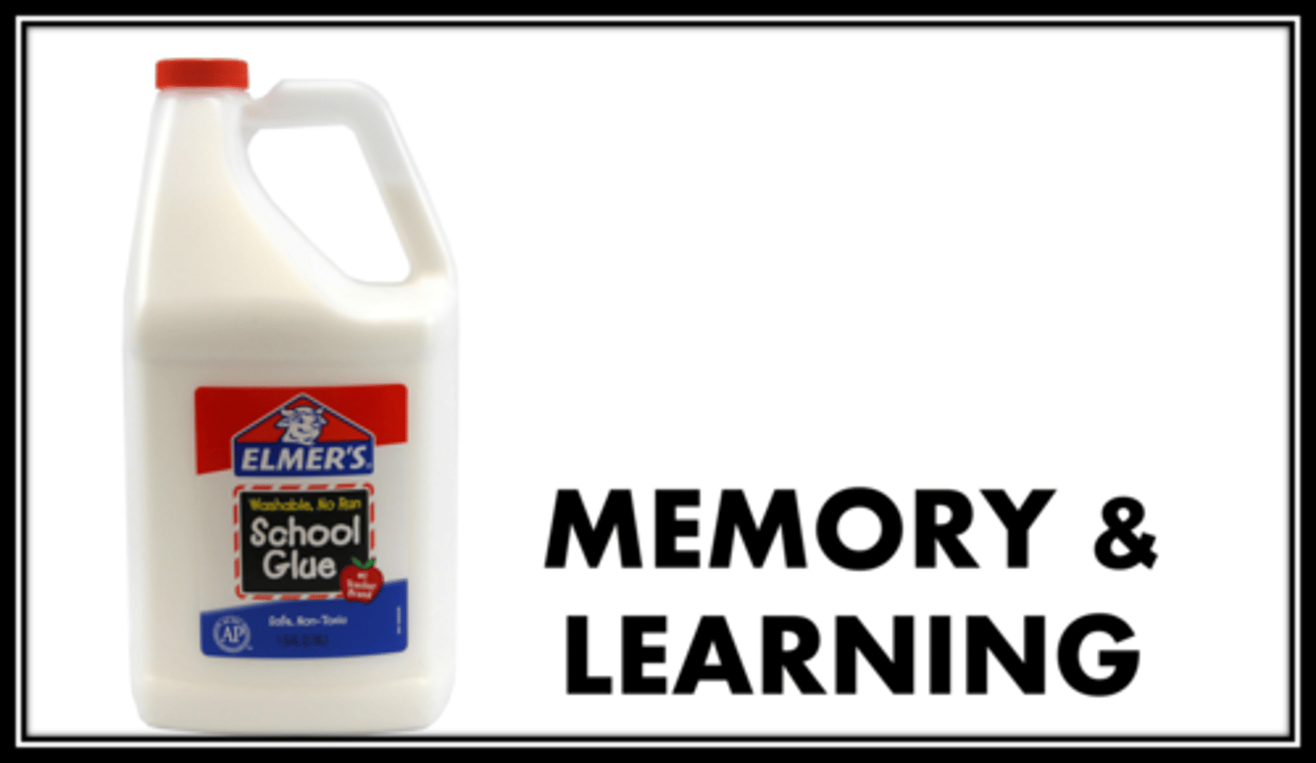 <p>A major excitatory neurotransmitter that helps with memory and learning</p>