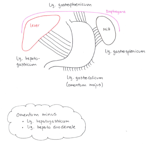 INTRAPERITONEAL
Ventriklen er beliggende *intraperitonealt*, undtagen ved kurvaturene hvor de peritoneale ligamenter hæfter.

*Peritoneale ligamenter*
- Curvatura minor 
lig. hepatogastricum, lig. hepatoduodenale) (en del af omentum minus)

- Curvatura major 
lig. gastrophrenicum, lig. gastrospelicum, lig. gastrocolicum (danner tilsammen omentum majus)