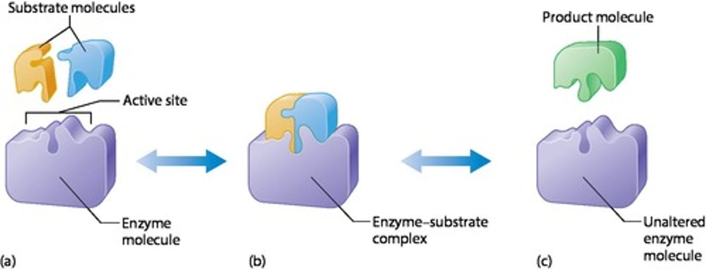 <p>The enzyme catalyzes the chemical reaction, producing a product molecule while remaining unaltered.</p>