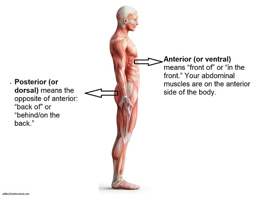 Anterior: towards the front

Posteriors: towards the back