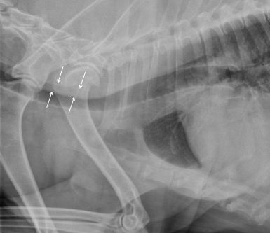 <p>If this is seen in a large breed dog it is likely normal superimposiotin of the oesophagus as tracheal collapse is very rare in large breed dogs.</p>