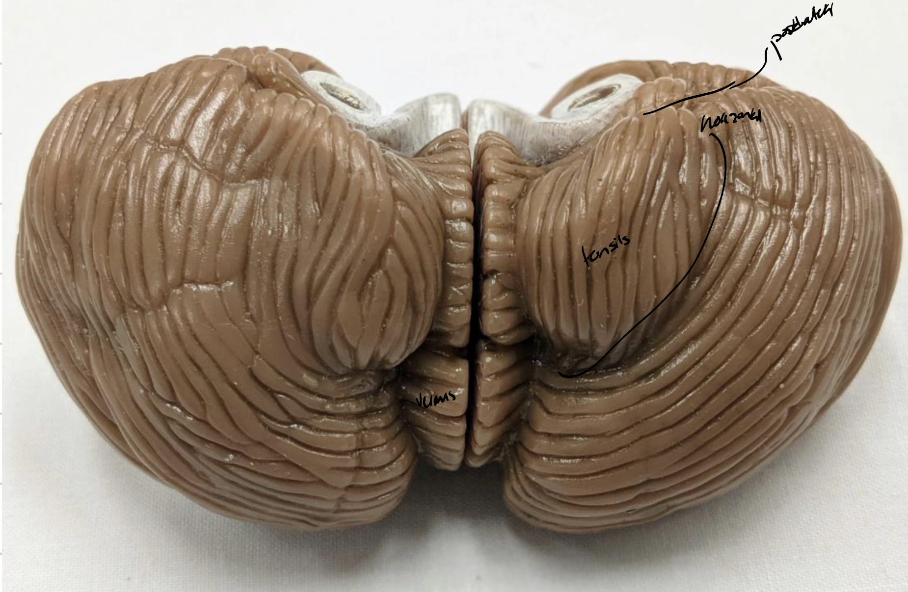 knowt flashcard image