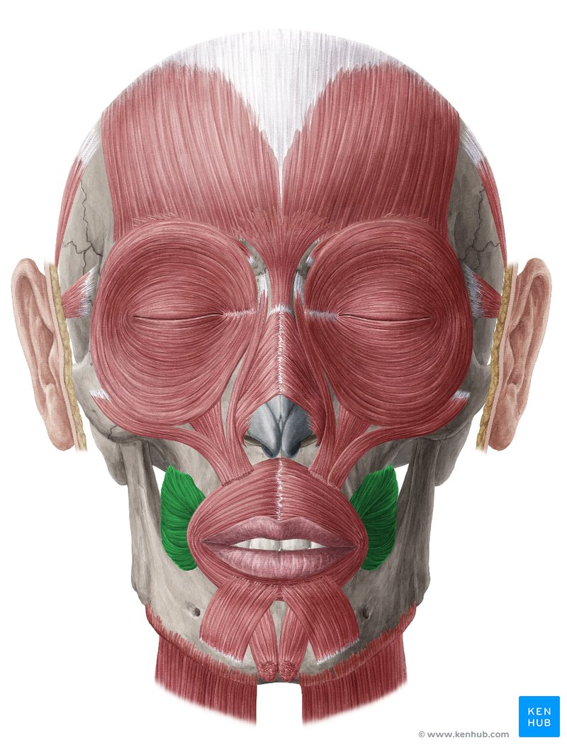 <p>Orgin: Maxilla and mandible</p><p><span style="background-color: transparent;"><span>Insertion: Orbicularis Oris </span></span></p><p><span style="background-color: transparent;"><span>Action: Compresses the cheeks  (whistle and pucker lips)</span></span></p>