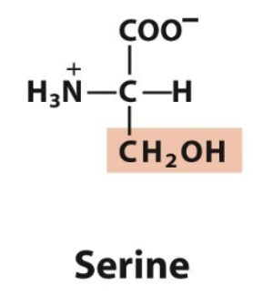 <ul><li><p>Ser, S</p></li><li><p>Polar, uncharged </p></li></ul><p></p>