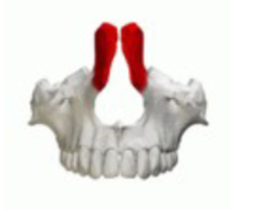 <p>Which maxilla bone marking is this? (2)</p>