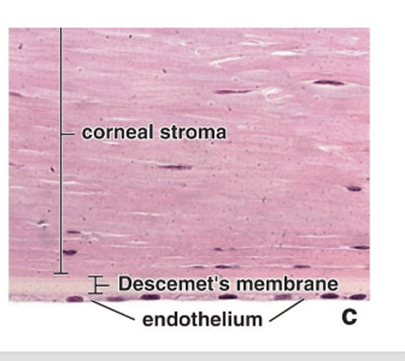 <p>What is another name for Descemet’s membrane?</p>