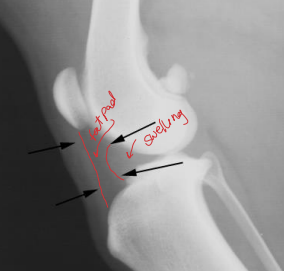 <p>Degenerative Joint Disease</p>