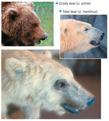 -cannot be applied to fossils or asexual organisms (all prokaryotes)
-emphasizes the absence of gene flow (gene flow can sometimes occur between distinct species)
-ex. grizzly bears and polar bears can rarely mate to produce "grolar bears"