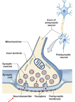 <p>Presynaptic terminal, synaptic cleft, postsynaptic membrane.</p>