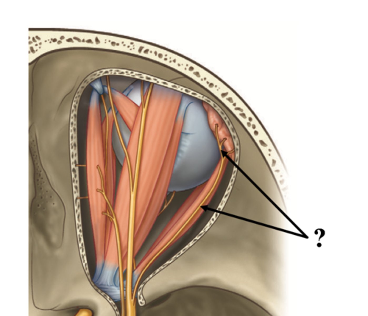 <p>Label the gland and the nerve that innervates it</p>