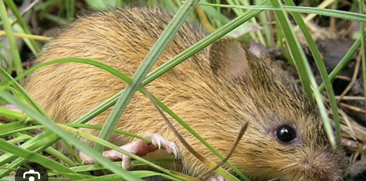 <p>meadow jumping mouse</p>