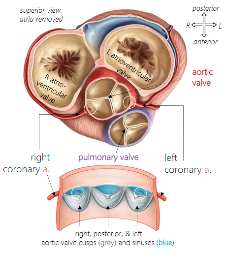 <p>Their openings are located in sinuses created by the aortic valve cusps</p>