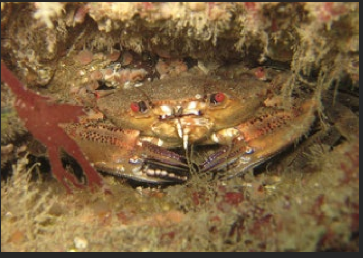 <p>What is the Portugese name of this species?</p>