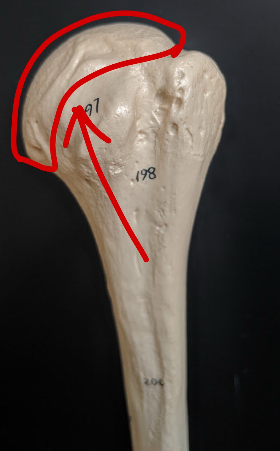 <p>Name this structure</p>