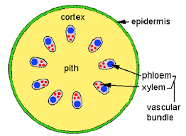 <ul><li><p>located inside of the protoderm; produces parenchyma cells of the ground tissue</p></li><li><p>gives rise to cortex and pith (the innermost part of the plant body)</p></li></ul>