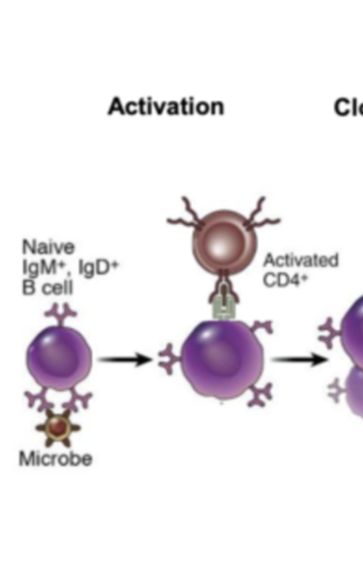 <p>the complex is internalized (receptor-mediated endocytosis) and a fragment of the antigen is presented to CD4+ t cells</p>