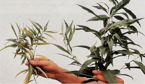 What deficiency do the leaves of the left have?