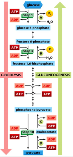 <p>the synthesis of glucose from pyruvate</p><p>anabolic</p><p>most reactions are the reverse of glycolysis, but some of the enzymes needed are different for the irreversible steps (steps 1, 3, and 10 of glycolysis → steps 1, 8, and 10 in gluconeogenesis)</p><p>e.g. reverse reaction of glycolysis step 3 is catalyzed by fructose bisphosphatase, instead of phosphofructokinase</p>