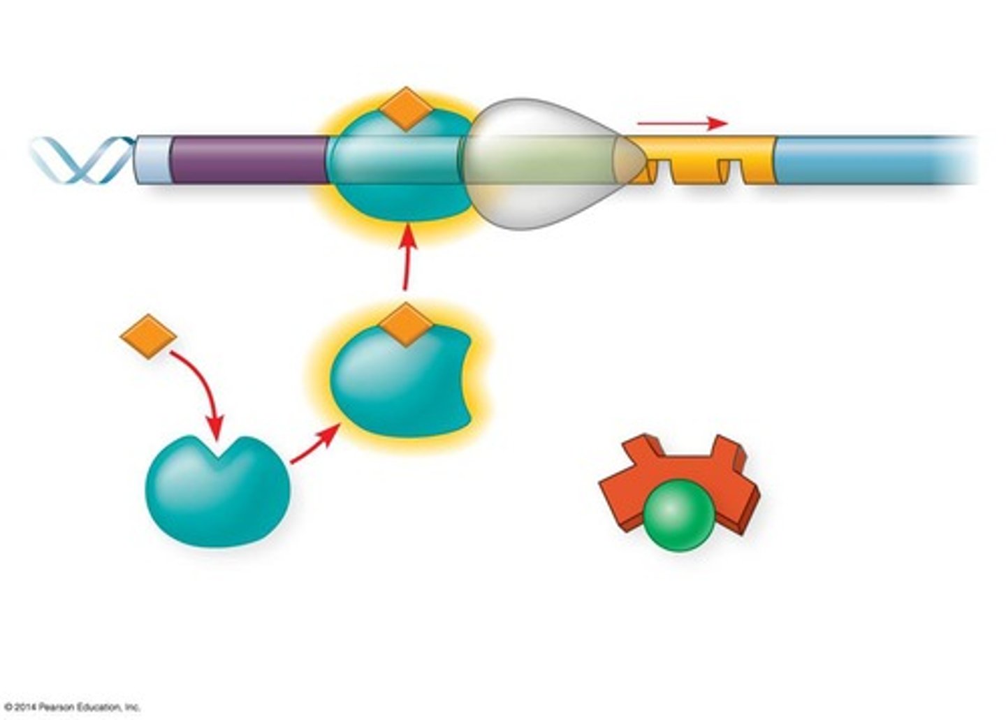 <p>They bind to enhancers and stimulate transcription.</p>