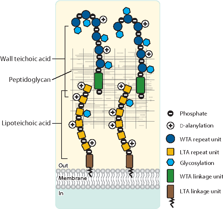 <p>polymers of glycerol or ribitol joined by phosphate groups that extend from the surface of a GRAM POSITIVE cell</p><p>→ antigenic </p><p>→ helps mediate cell interactions </p>