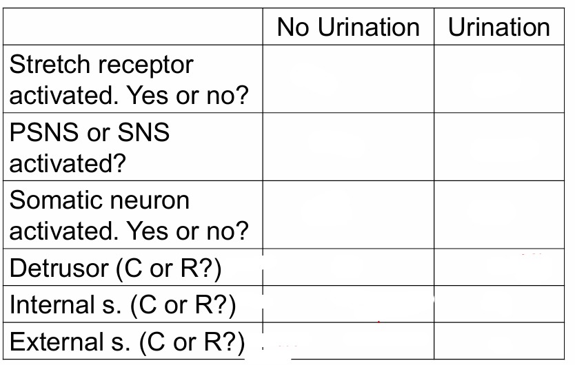 <p>Identify what happens during bladder filling and urination (Micturition reflex)</p>