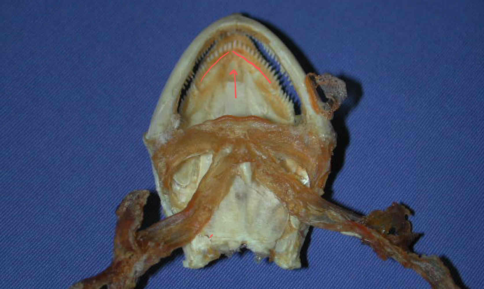 term image